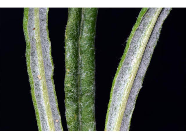 Eriogonum brevicaule var. laxifolium (Shortstem buckwheat) #50896
