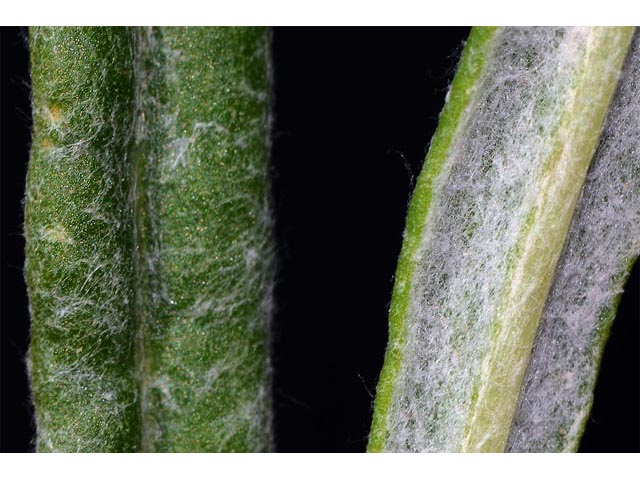 Eriogonum brevicaule var. laxifolium (Shortstem buckwheat) #50897