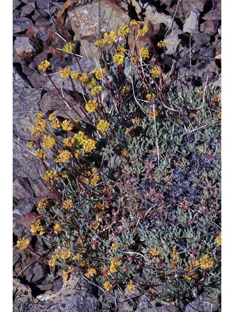 Eriogonum caespitosum (Matted buckwheat) #50899