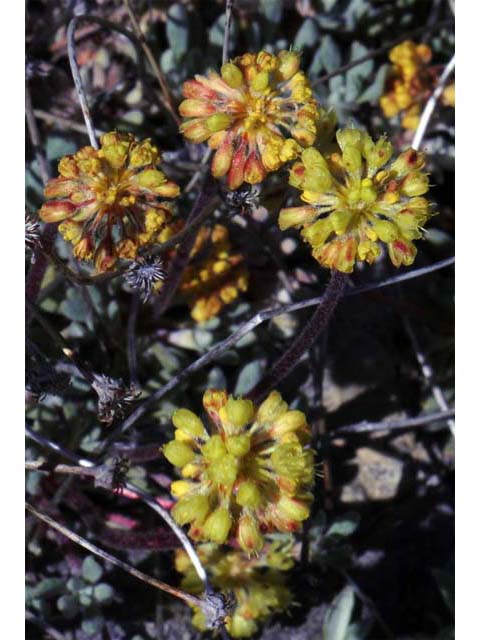 Eriogonum caespitosum (Matted buckwheat) #50901