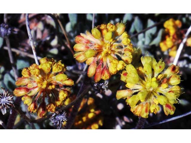 Eriogonum caespitosum (Matted buckwheat) #50902