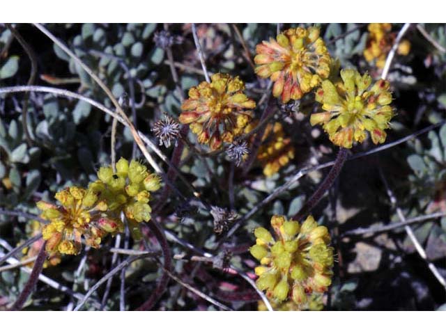 Eriogonum caespitosum (Matted buckwheat) #50903