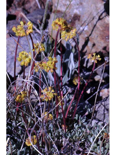 Eriogonum caespitosum (Matted buckwheat) #50907