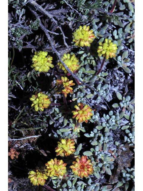 Eriogonum caespitosum (Matted buckwheat) #50915