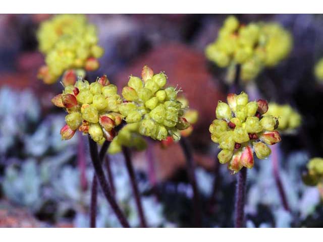 Eriogonum caespitosum (Matted buckwheat) #50916