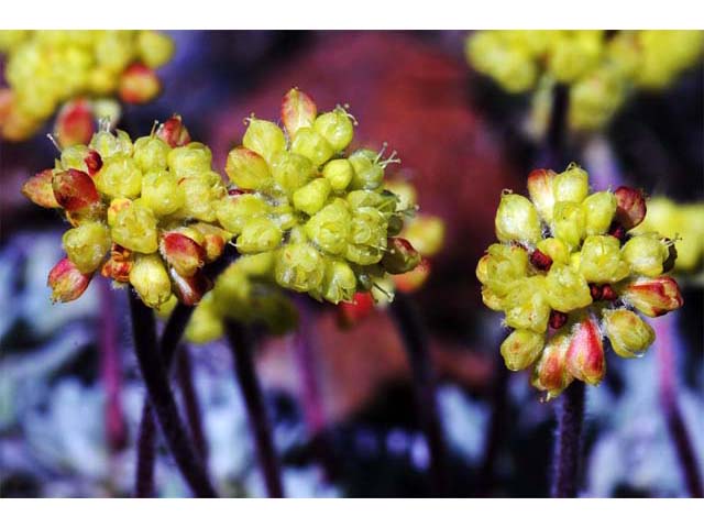 Eriogonum caespitosum (Matted buckwheat) #50917