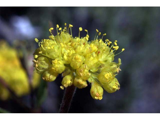 Eriogonum caespitosum (Matted buckwheat) #50919