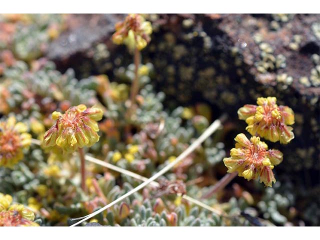 Eriogonum caespitosum (Matted buckwheat) #50924