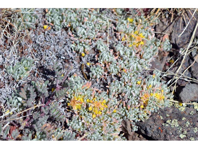 Eriogonum caespitosum (Matted buckwheat) #50925