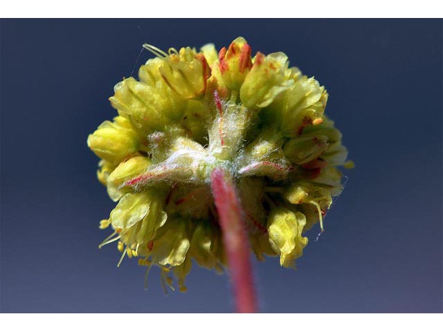 Eriogonum mancum (Imperfect buckwheat) #50964