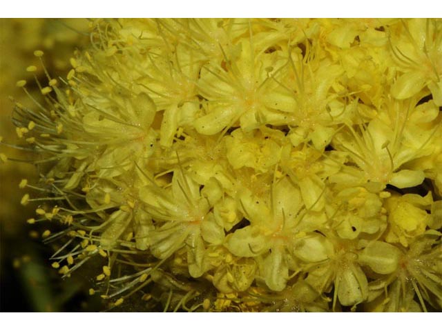 Eriogonum compositum (Arrowleaf buckwheat) #51084
