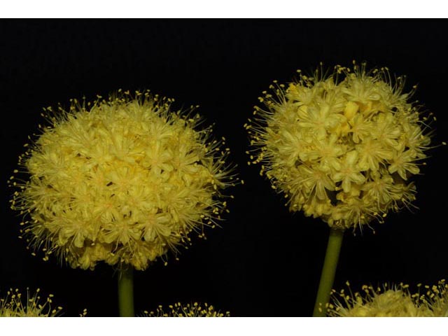Eriogonum compositum (Arrowleaf buckwheat) #51085