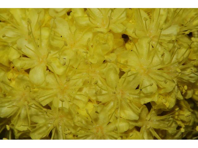 Eriogonum compositum (Arrowleaf buckwheat) #51091