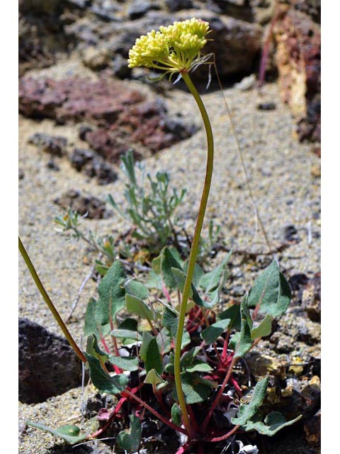 Eriogonum compositum var. leianthum (Arrow-leaf buckwheat) #51104