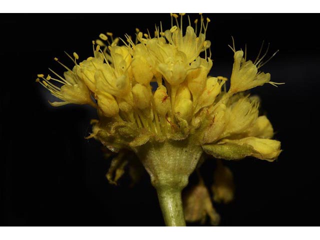 Eriogonum compositum var. leianthum (Arrow-leaf buckwheat) #51112