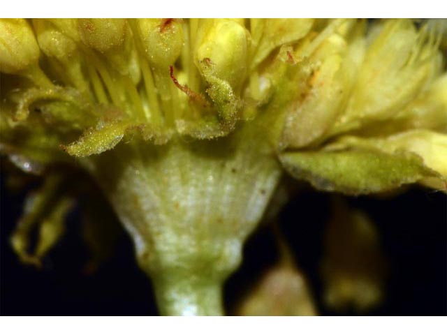 Eriogonum compositum var. leianthum (Arrow-leaf buckwheat) #51114