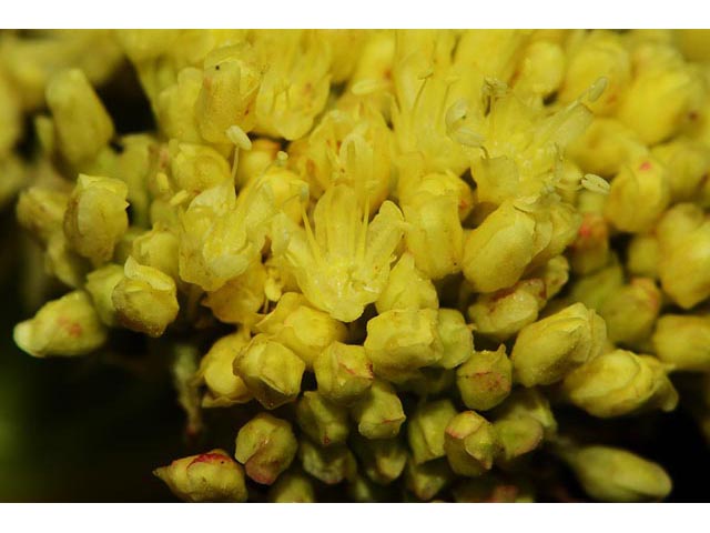 Eriogonum compositum var. leianthum (Arrow-leaf buckwheat) #51118