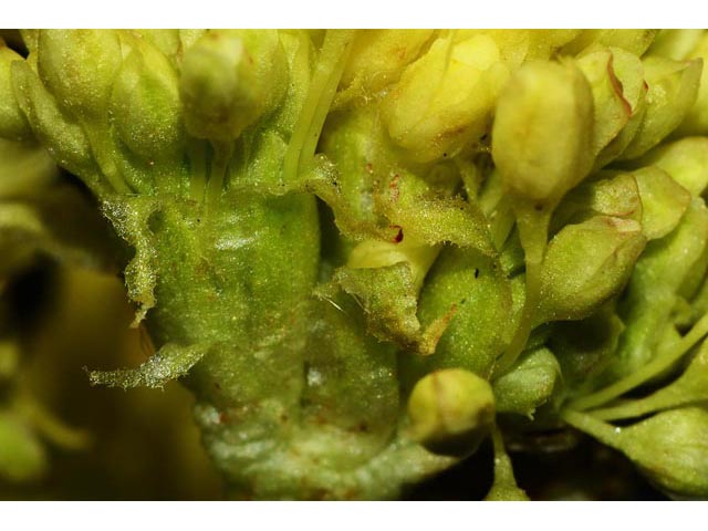 Eriogonum compositum var. leianthum (Arrow-leaf buckwheat) #51121