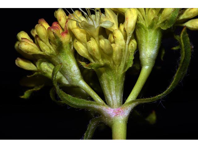 Eriogonum compositum var. leianthum (Arrow-leaf buckwheat) #51122