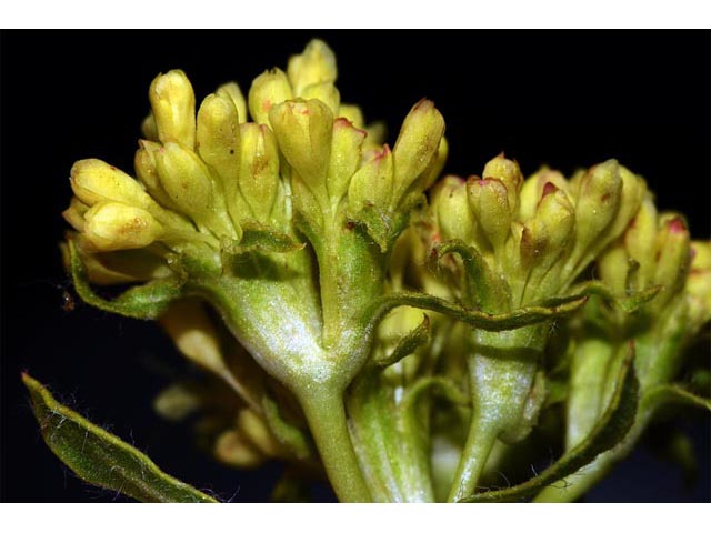 Eriogonum compositum var. leianthum (Arrow-leaf buckwheat) #51123