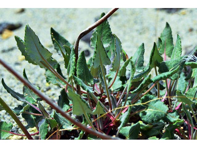 Eriogonum compositum var. leianthum (Arrow-leaf buckwheat) #51127