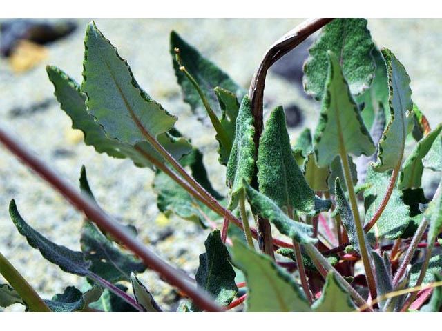 Eriogonum compositum var. leianthum (Arrow-leaf buckwheat) #51128