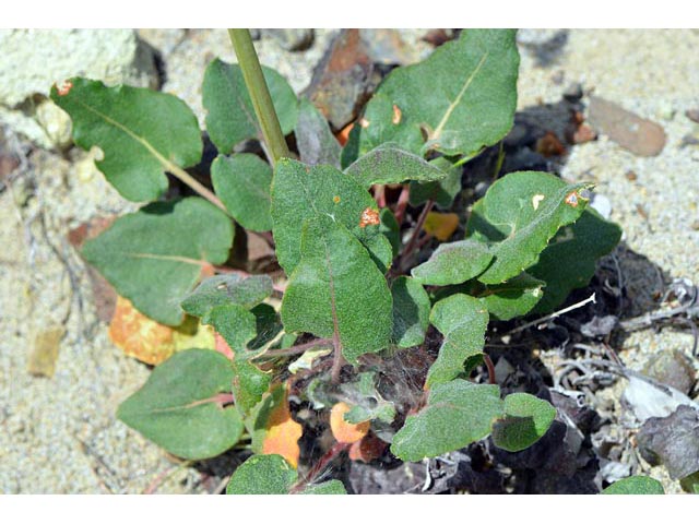 Eriogonum compositum var. leianthum (Arrow-leaf buckwheat) #51129