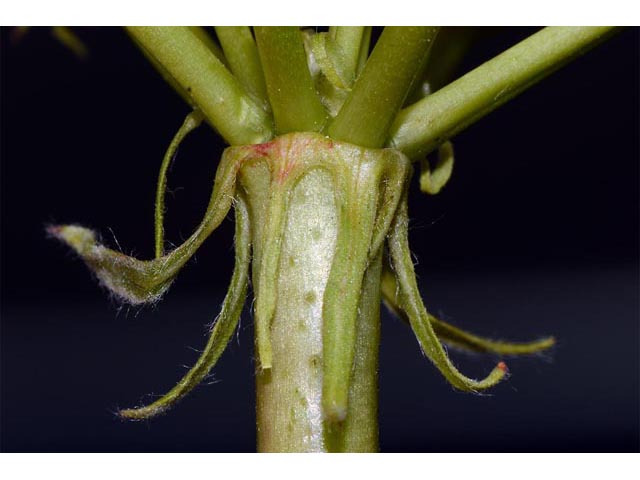 Eriogonum compositum var. leianthum (Arrow-leaf buckwheat) #51132