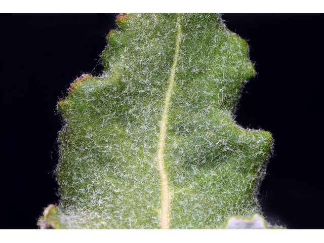 Eriogonum compositum var. leianthum (Arrow-leaf buckwheat) #51133