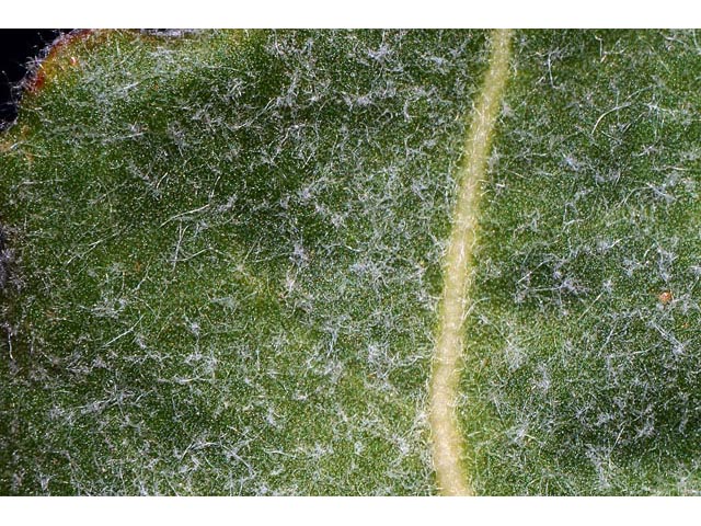 Eriogonum compositum var. leianthum (Arrow-leaf buckwheat) #51134