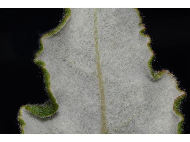 Eriogonum compositum var. leianthum (Arrow-leaf buckwheat) #51135