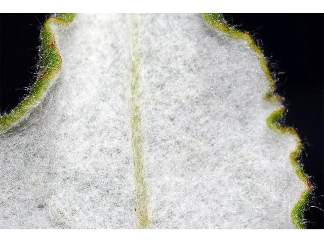 Eriogonum compositum var. leianthum (Arrow-leaf buckwheat) #51136