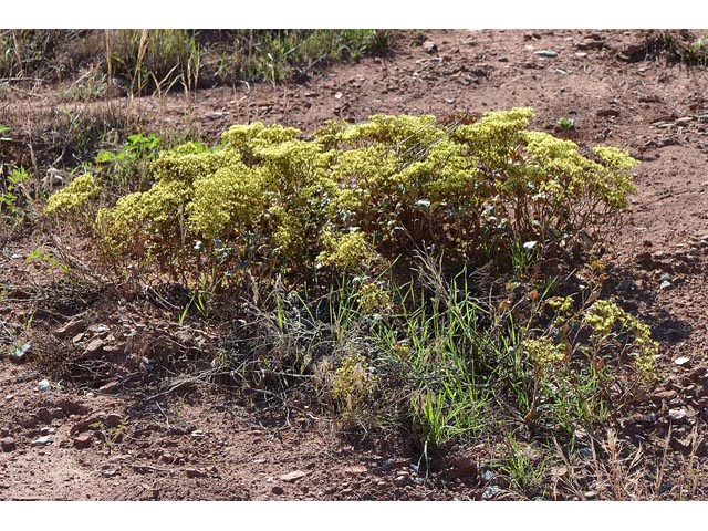 Eriogonum corymbosum var. aureum (Crispleaf buckwheat) #51154