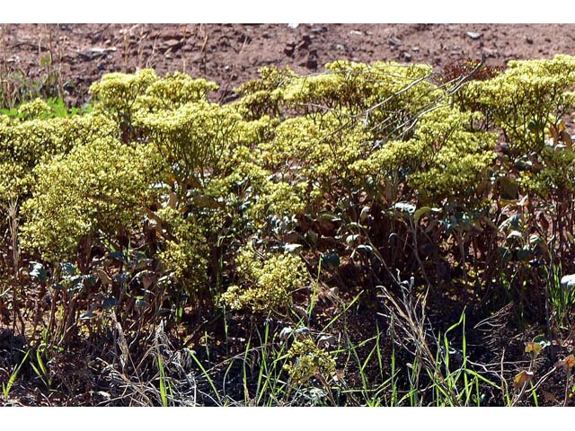 Eriogonum corymbosum var. aureum (Crispleaf buckwheat) #51155