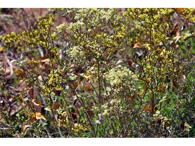 Eriogonum corymbosum var. aureum (Crispleaf buckwheat) #51159