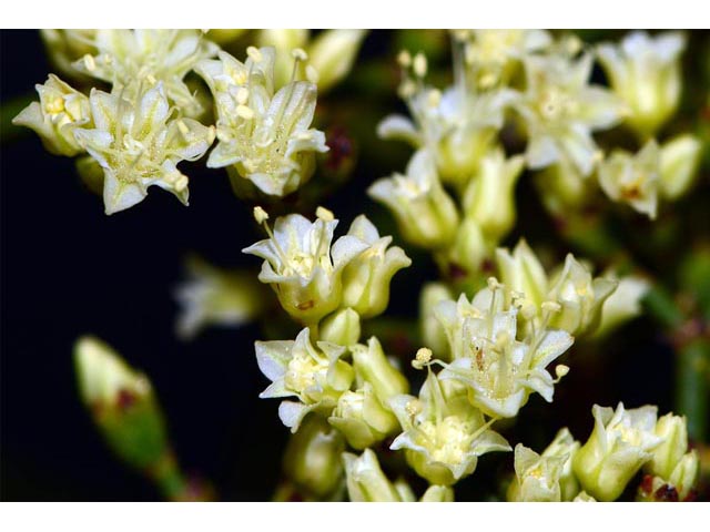 Eriogonum corymbosum var. aureum (Crispleaf buckwheat) #51179