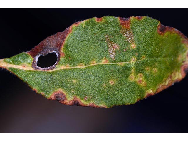 Eriogonum corymbosum var. aureum (Crispleaf buckwheat) #51189