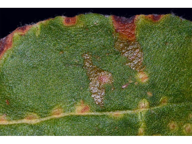 Eriogonum corymbosum var. aureum (Crispleaf buckwheat) #51190