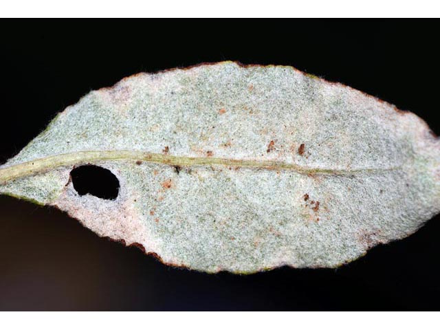 Eriogonum corymbosum var. aureum (Crispleaf buckwheat) #51191
