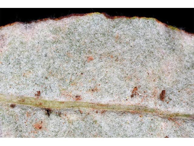 Eriogonum corymbosum var. aureum (Crispleaf buckwheat) #51192