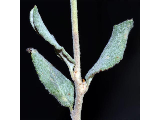 Eriogonum corymbosum var. corymbosum (Crispleaf buckwheat) #51217