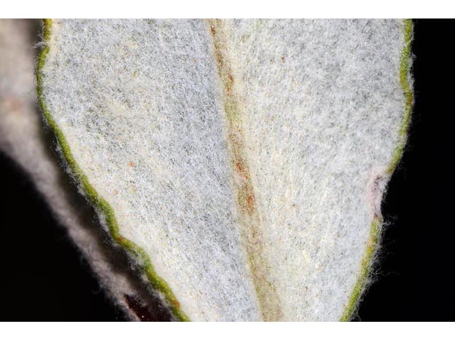 Eriogonum corymbosum var. corymbosum (Crispleaf buckwheat) #51222