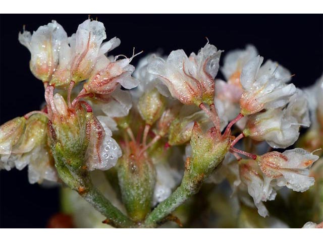 Eriogonum corymbosum var. corymbosum (Crispleaf buckwheat) #51236