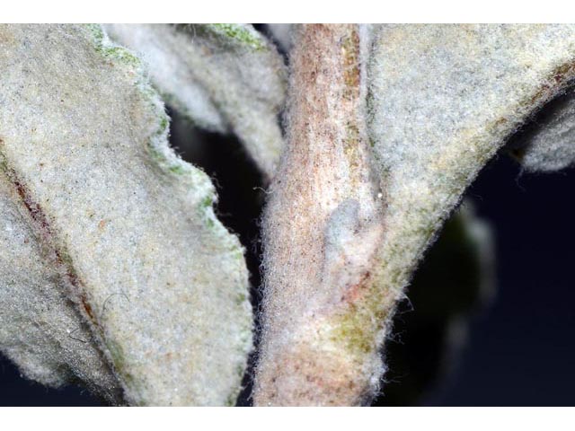 Eriogonum corymbosum var. corymbosum (Crispleaf buckwheat) #51264