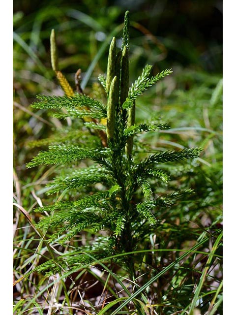 Lycopodium dendroideum (Tree groundpine) #69445