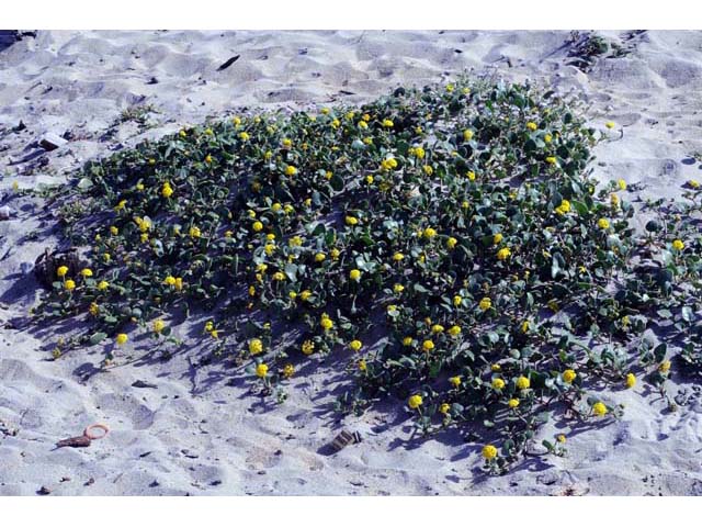 Abronia latifolia (Coastal sand verbena) #69466