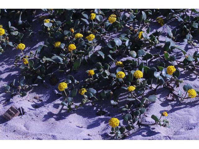 Abronia latifolia (Coastal sand verbena) #69468