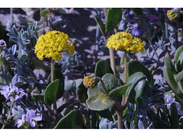 Abronia latifolia (Coastal sand verbena) #69475