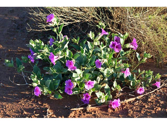 Mirabilis multiflora var. pubescens (Colorado four o'clock) #69493