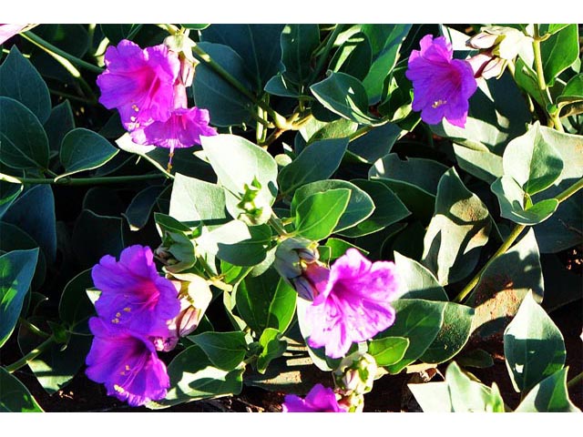Mirabilis multiflora var. pubescens (Colorado four o'clock) #69495